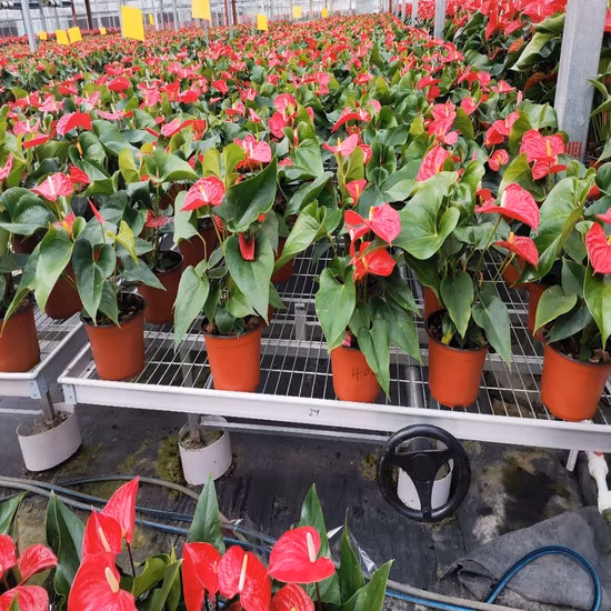 温室播種テーブル/水耕栽培用干満ローリングベンチ トレイ テーブル